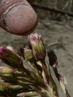 Image of arctic sweet coltsfoot