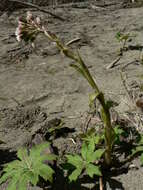 Image of arctic sweet coltsfoot