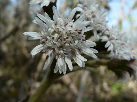 Image of arctic sweet coltsfoot