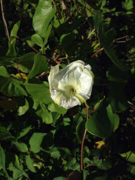 Image of Moonflower or moon vine