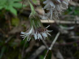 Image of arctic sweet coltsfoot