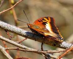 Image of Charaxes druceanus Butler 1869