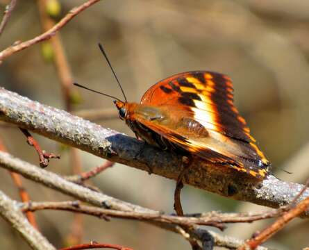 Imagem de Charaxes druceanus Butler 1869