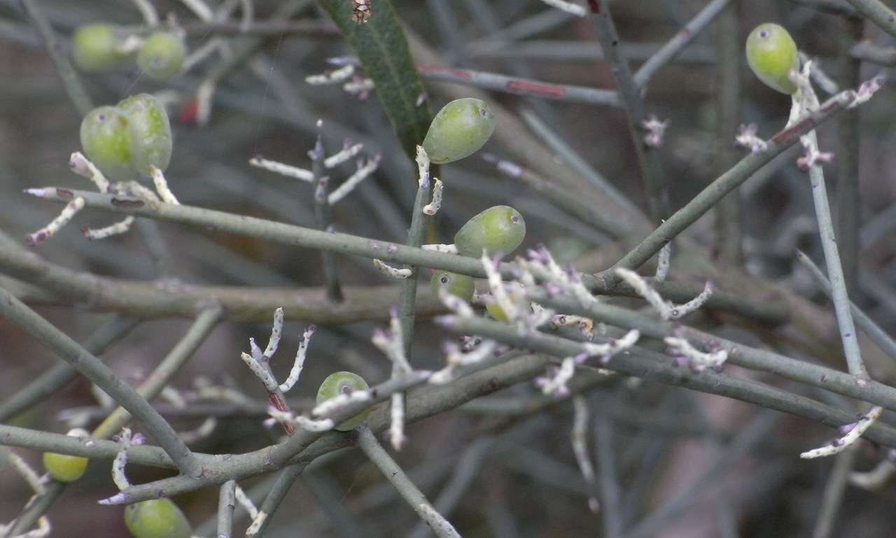 Image of Leptomeria aphylla R. Br.