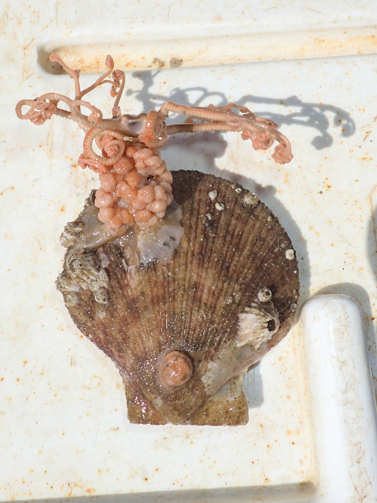 Image of northern basket star