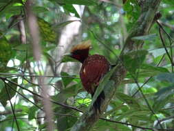 Image of Chestnut Woodpecker