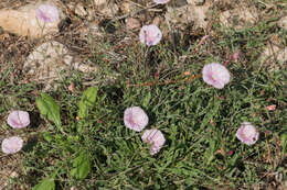 Convolvulus cantabrica L.的圖片