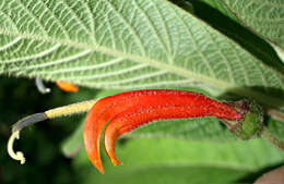 Image of Centropogon ferrugineus (L. fil.) Gleason