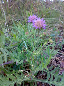 Слика од Knautia arvensis (L.) Coulter