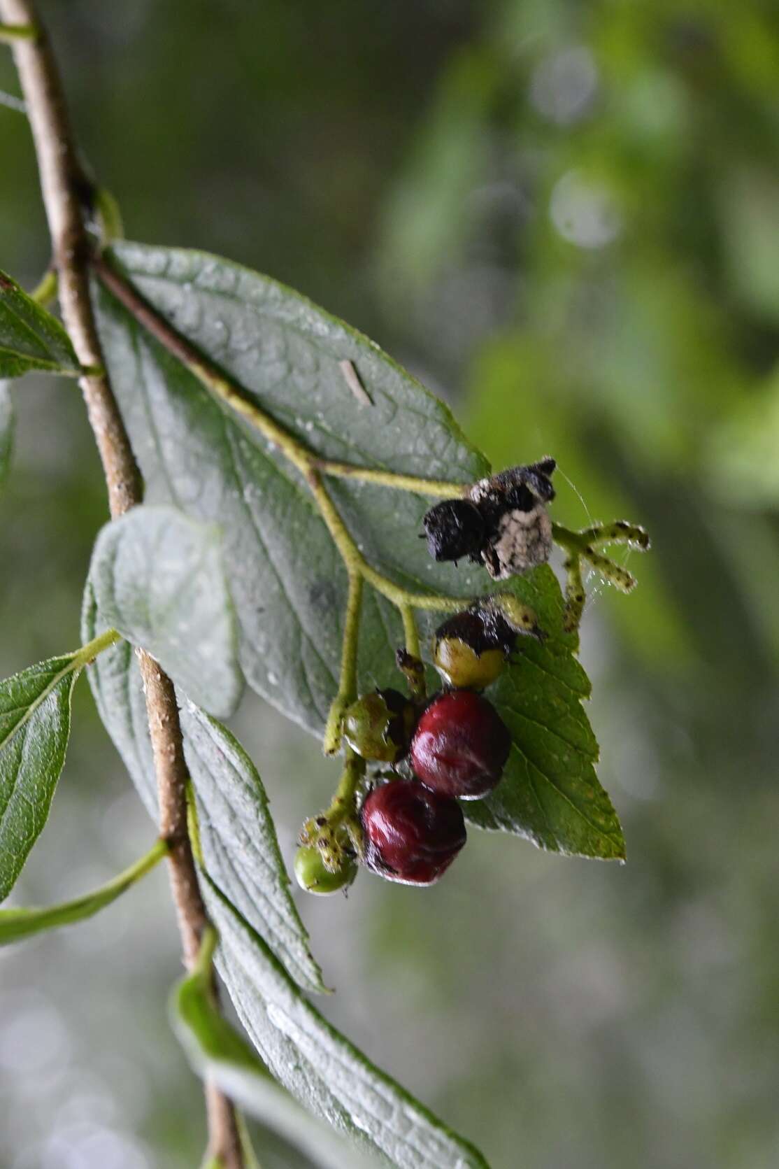 Image of Varronia foliosa (Mart. & Gal.) A. Borhidi