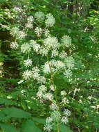 Image of California spikenard