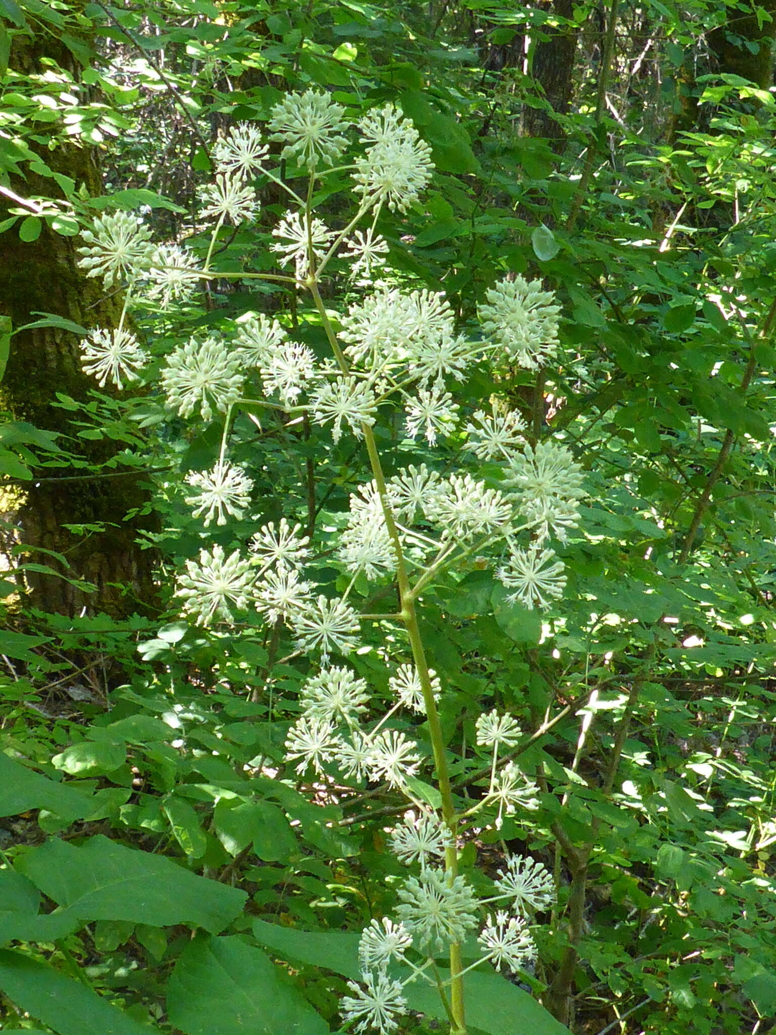 Image of California spikenard