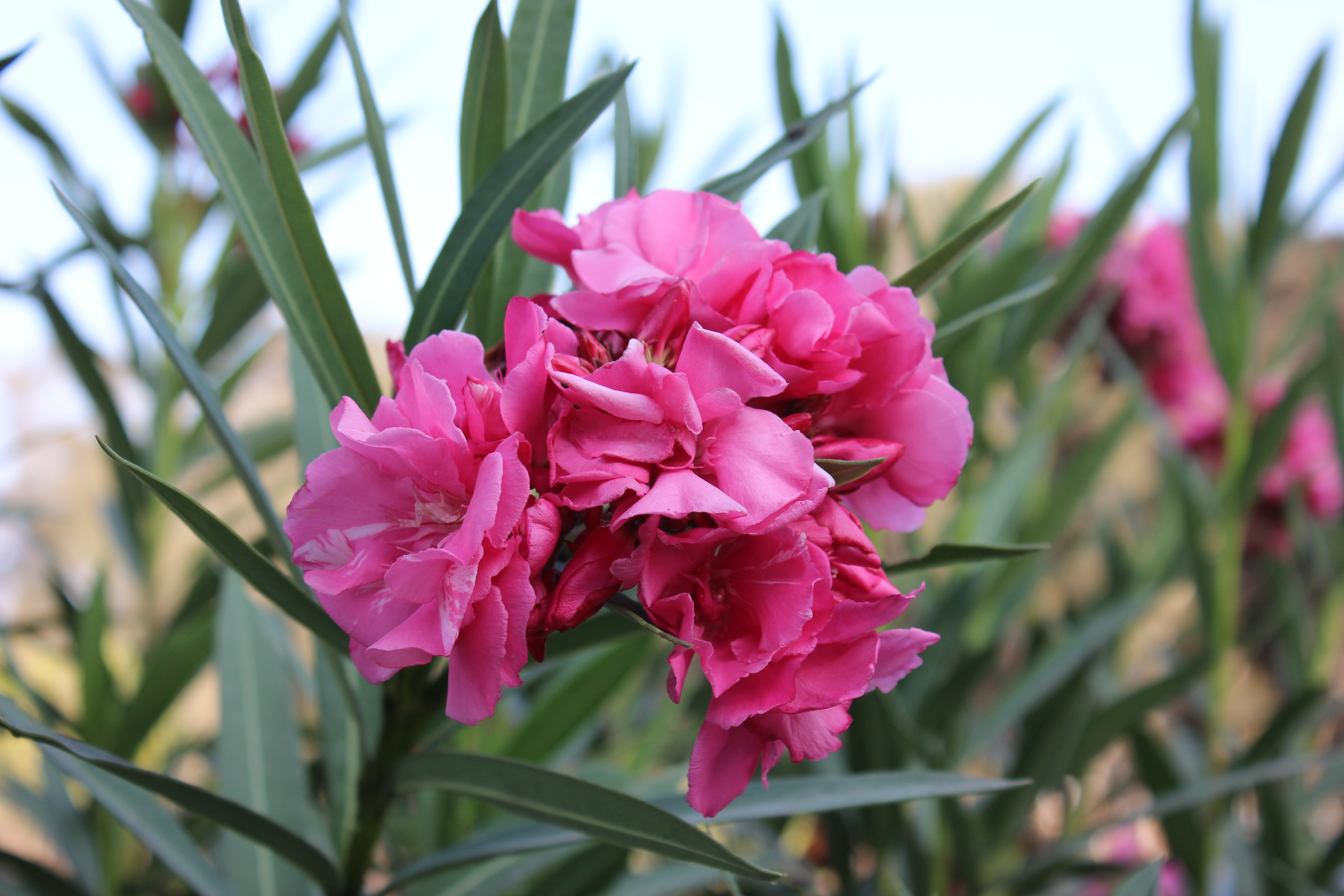 Nerium oleander (rights holder: )