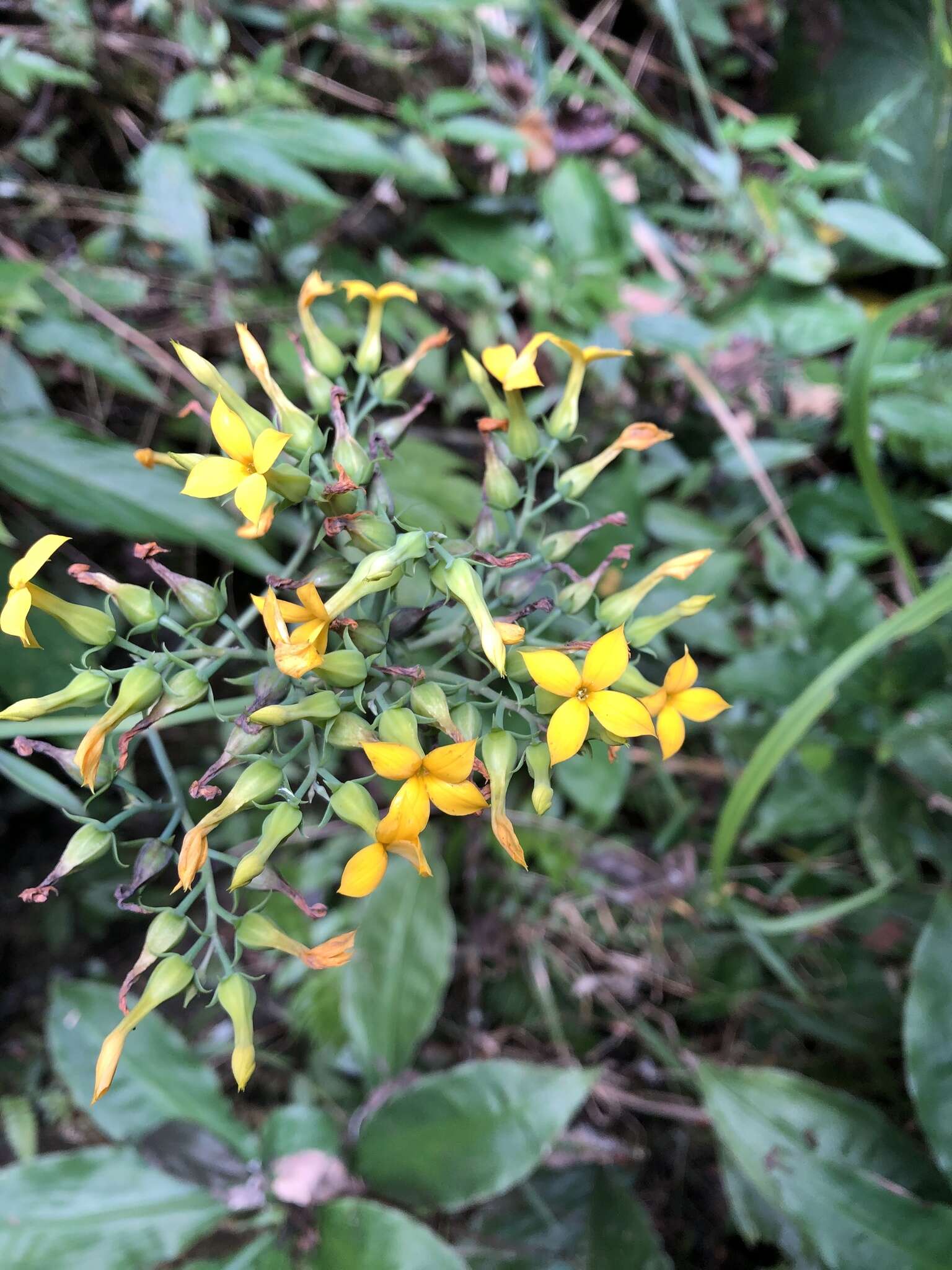 Kalanchoe deficiens (Forskål) Asch. & Schweinf. resmi