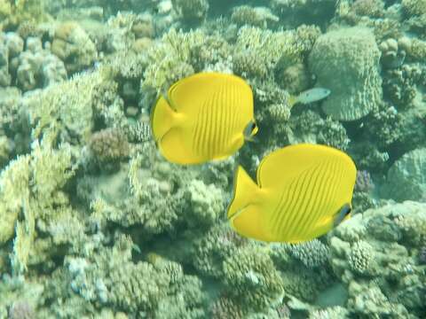 Image of Addis Butterflyfish