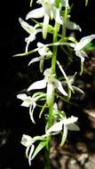 Image of lesser butterfly-orchid