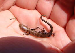 Image of Southern Skink