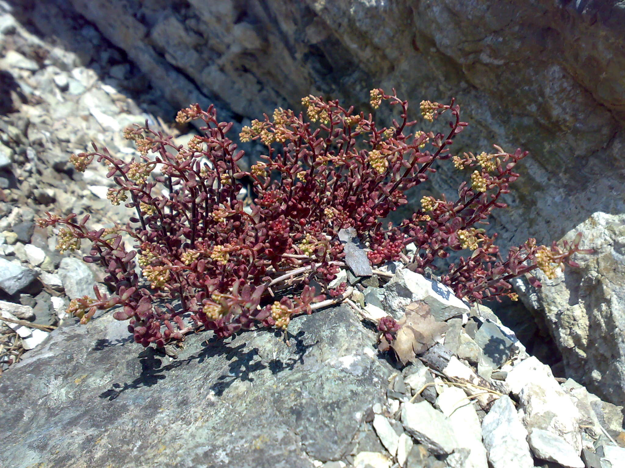 Image of White Stonecrop