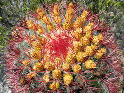 Ferocactus pilosus (Galeotti) Werderm. resmi