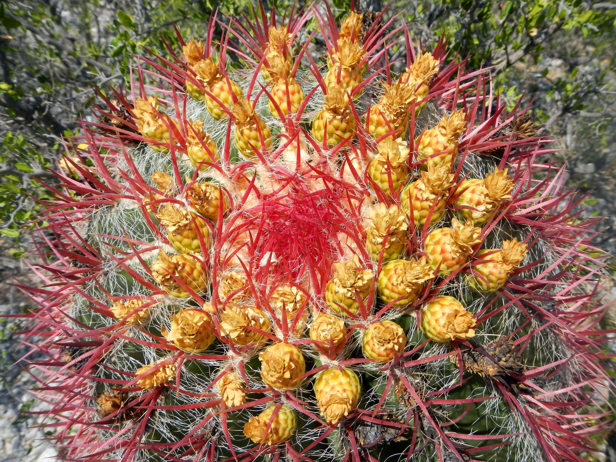 Ferocactus pilosus (Galeotti) Werderm. resmi