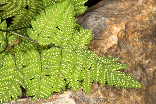 Image of Common Fern