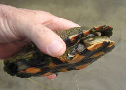 Image of Common Snake-necked Turtle