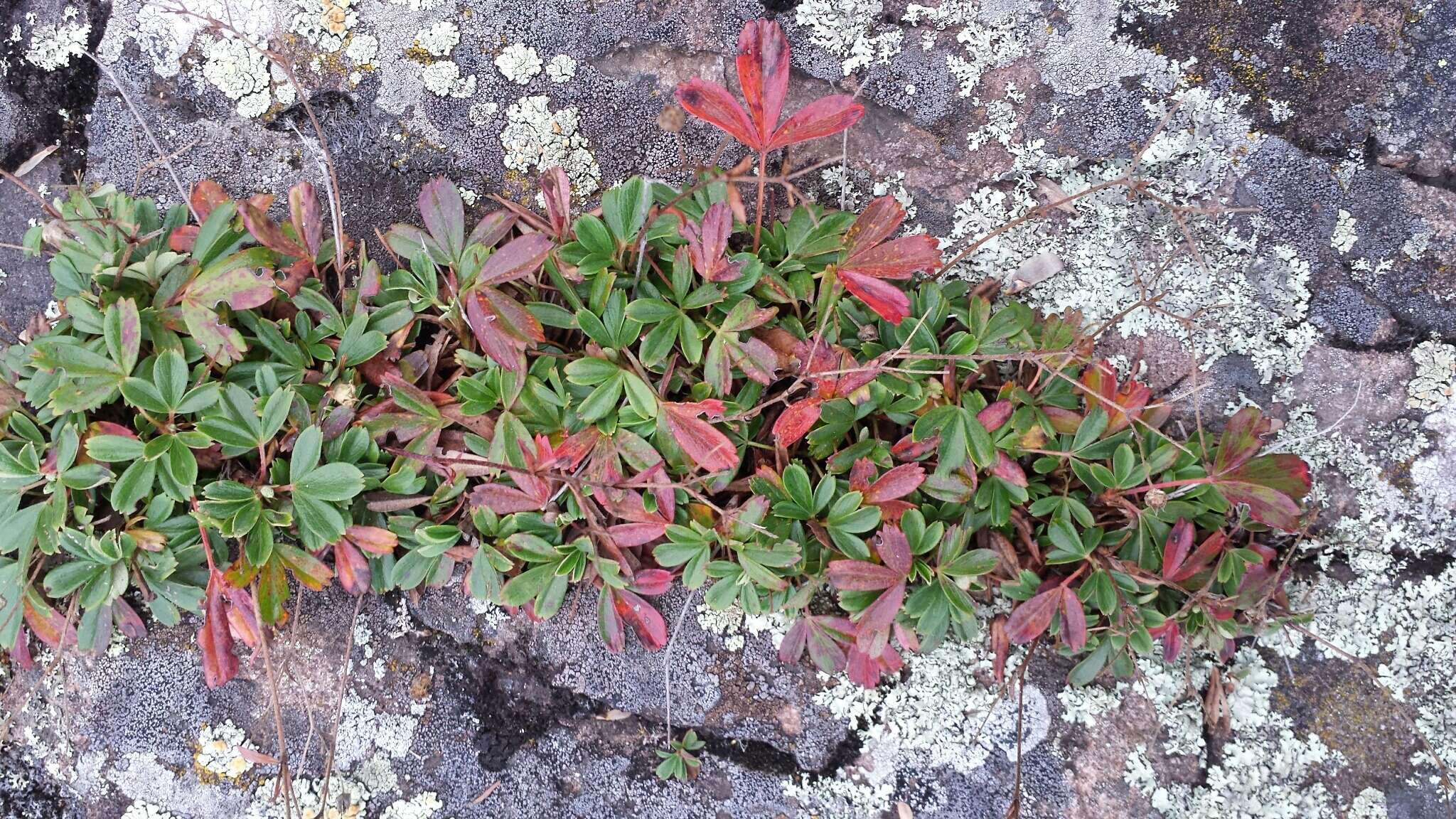 Image of Shrubby-Fivefingers