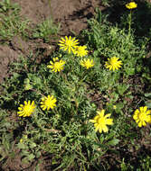 Image de Blennosperma nanum var. robustum J. T. Howell