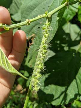 Image of Acalypha angatensis Blanco