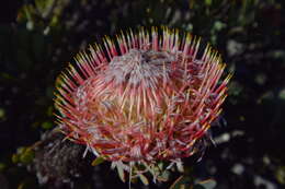 Image of Protea rupicola Mund ex Meissn.