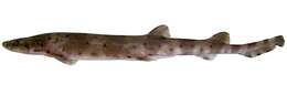 Image of Banded Catshark