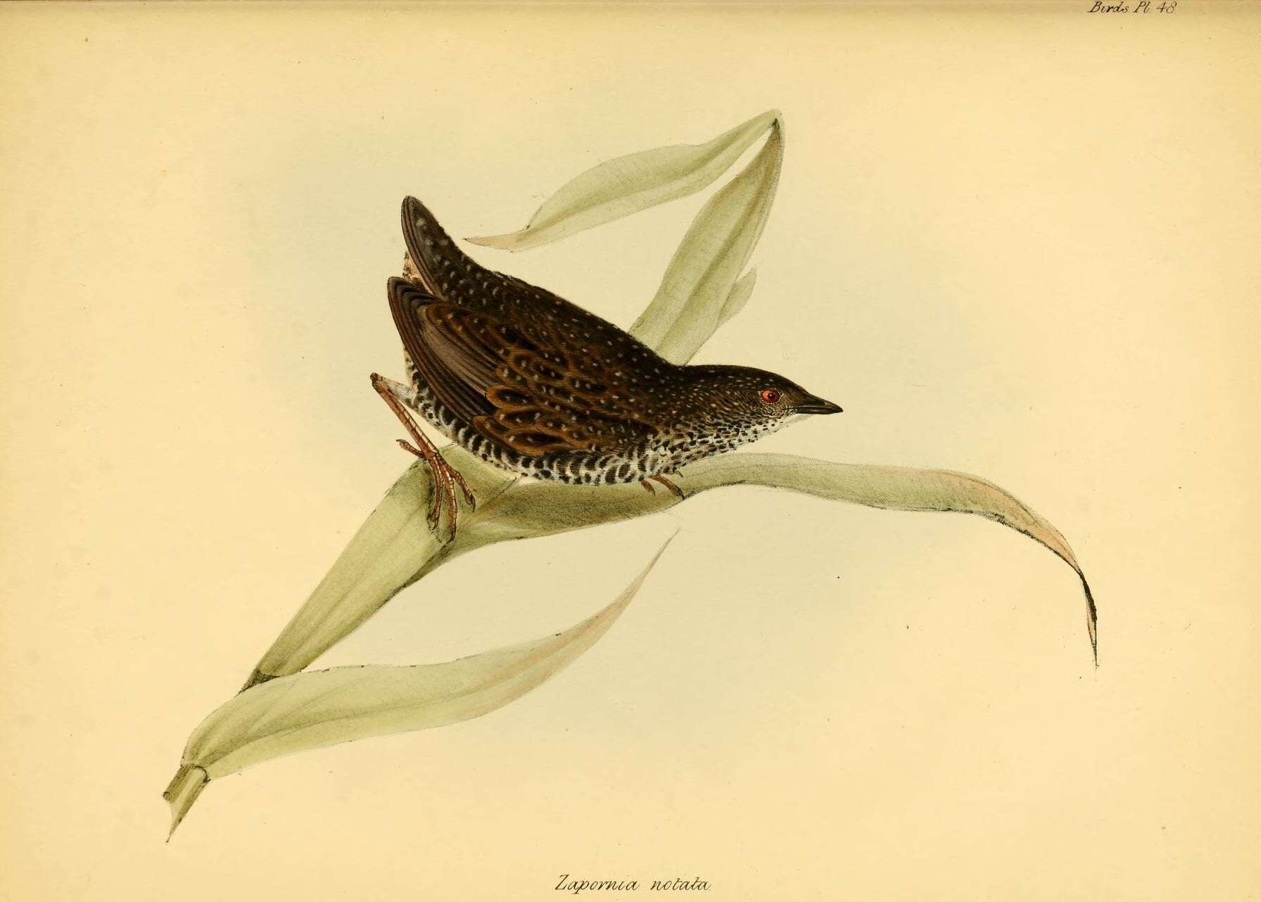 Imagem de Coturnicops notatus (Gould 1841)