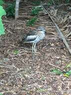 Image of Bush Stone-curlew