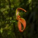 Image of Specklinia spectabilis (Ames & C. Schweinf.) Pupulin & Karremans