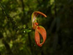 Plancia ëd Specklinia spectabilis (Ames & C. Schweinf.) Pupulin & Karremans