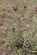 Image of Plains Ironweed