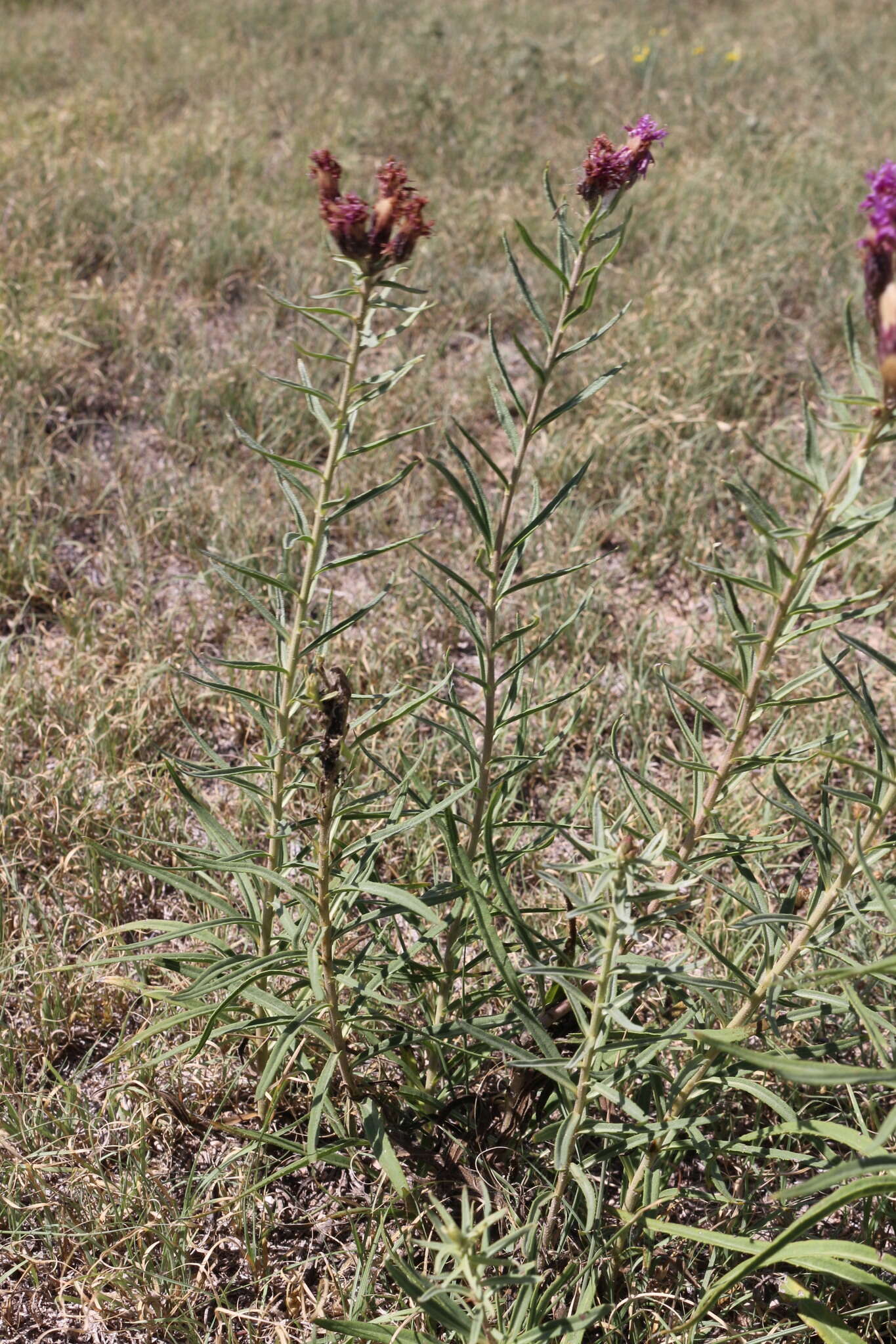 Imagem de Vernonia marginata (Torr.) Rafin.