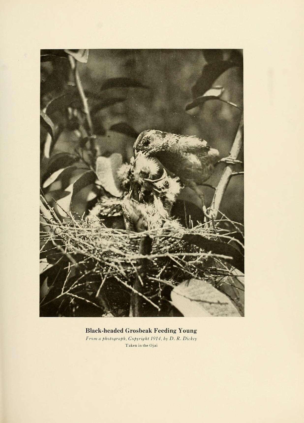 Image of Black-headed Grosbeak