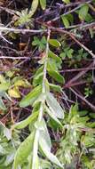 Image de Helichrysum tricostatum (Thunb.) Less.