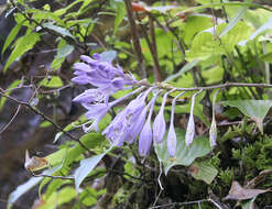 Imagem de Hosta longipes var. longipes