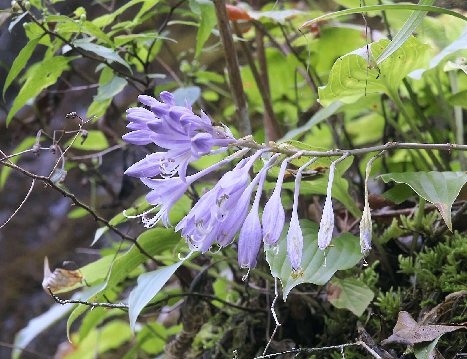 Imagem de Hosta longipes var. longipes