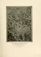Image of Amphispiza Coues 1874