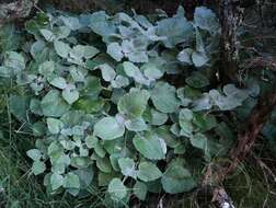 Plancia ëd Senecio verbascifolius Burm. fil.