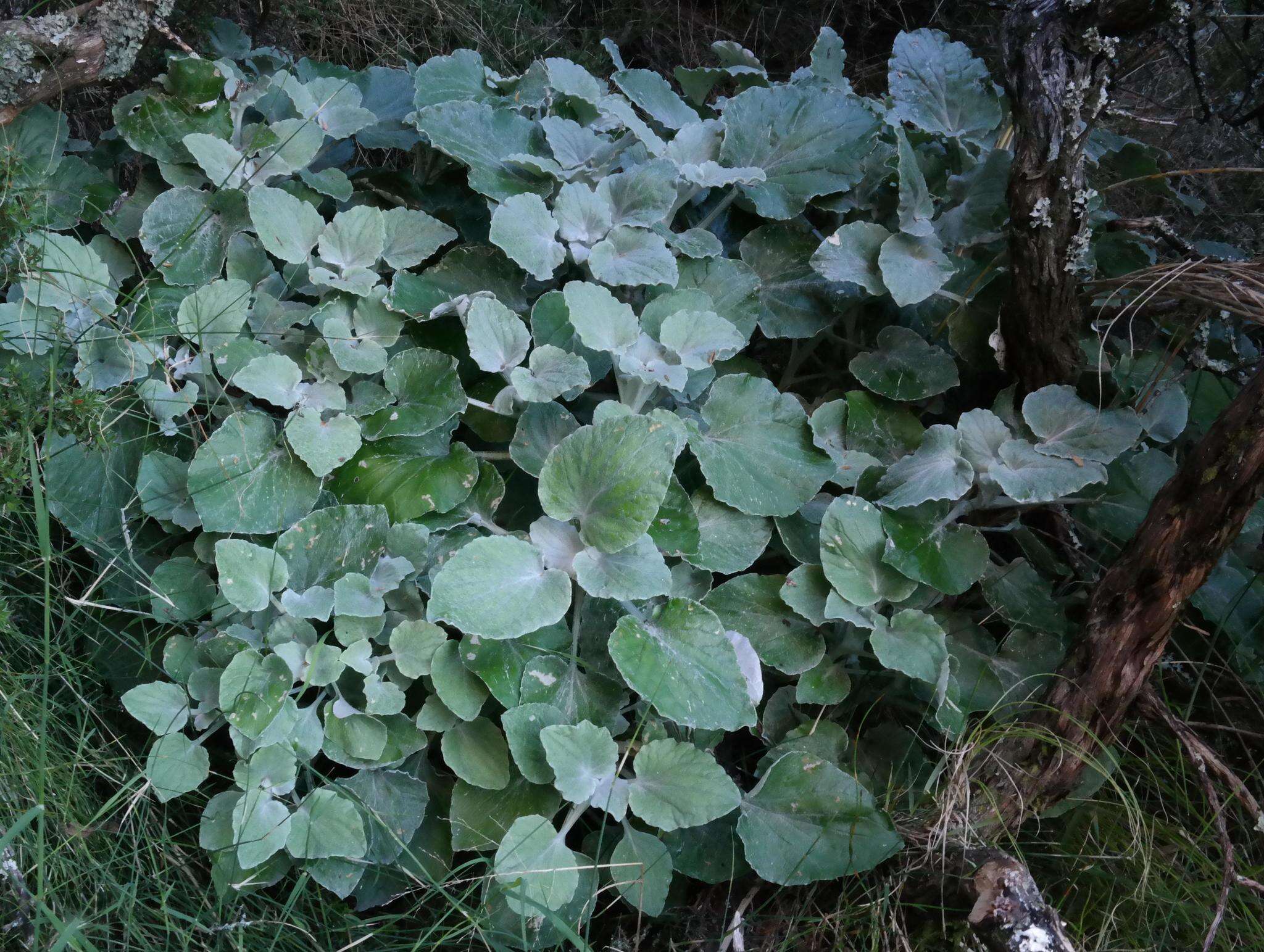 Image of Senecio verbascifolius Burm. fil.