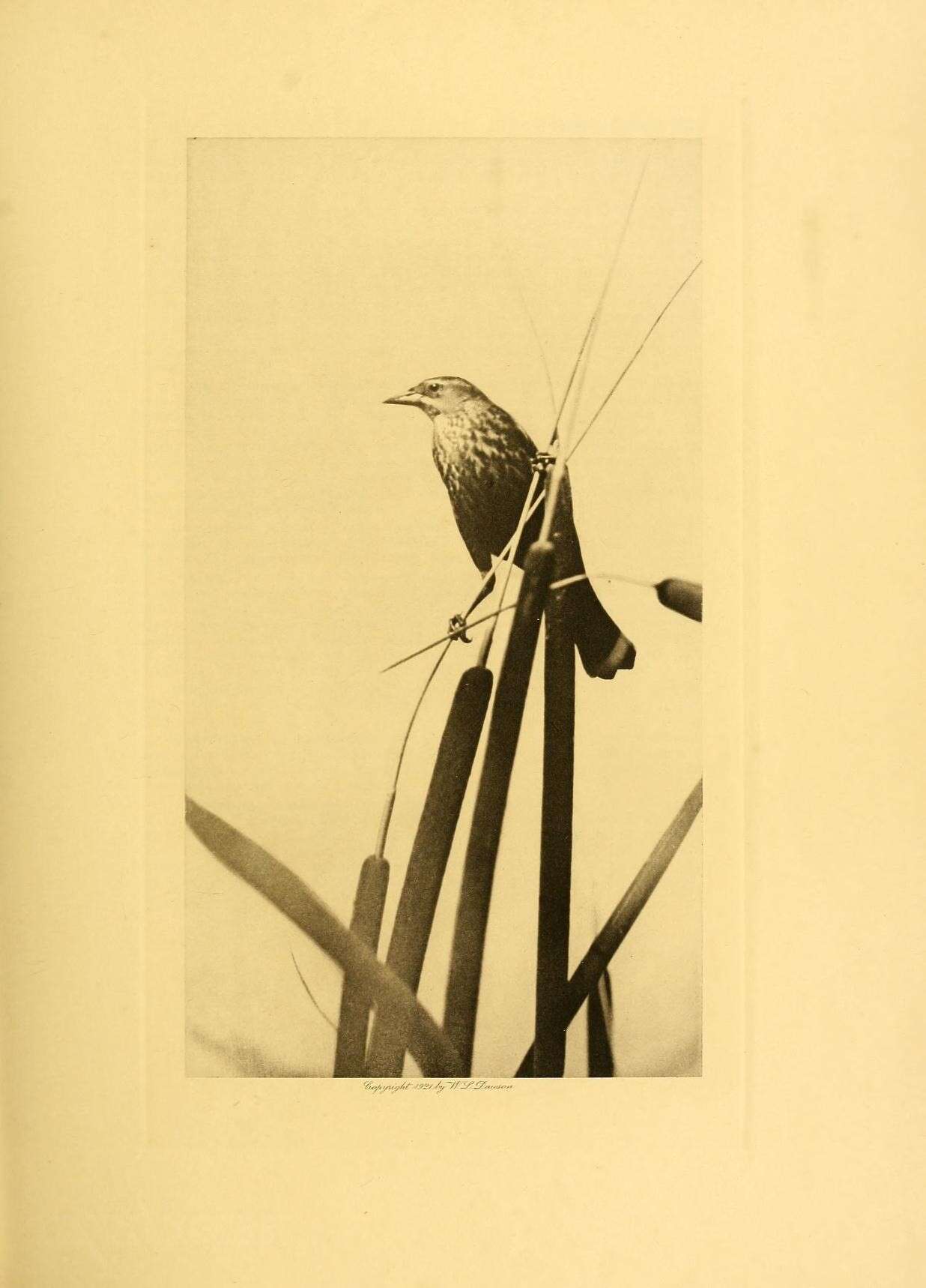 Image of Tricolored Blackbird