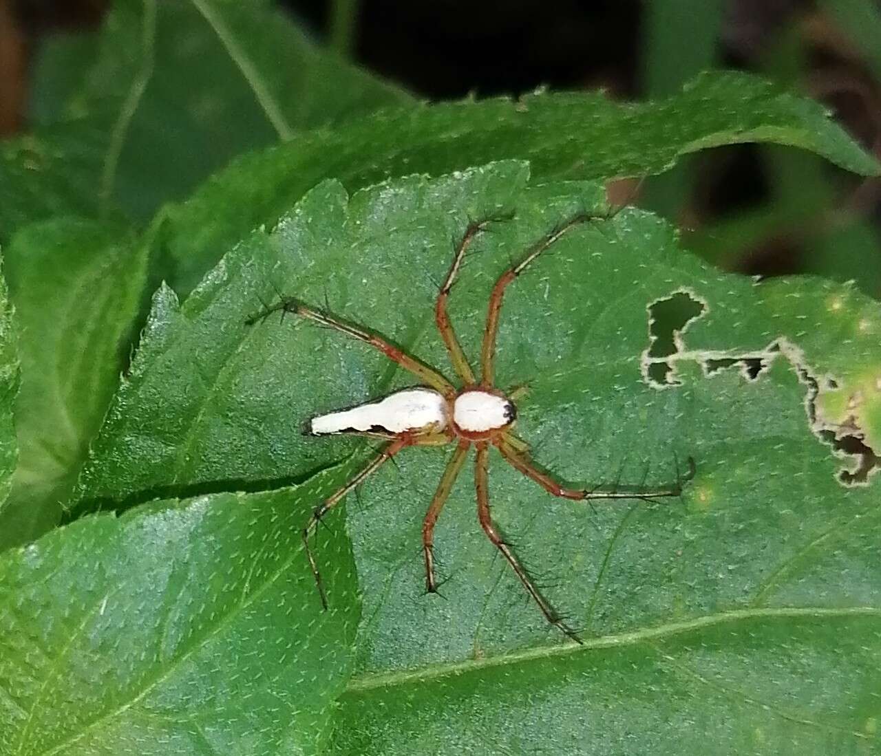 Image of Oxyopes shweta Tikader 1970