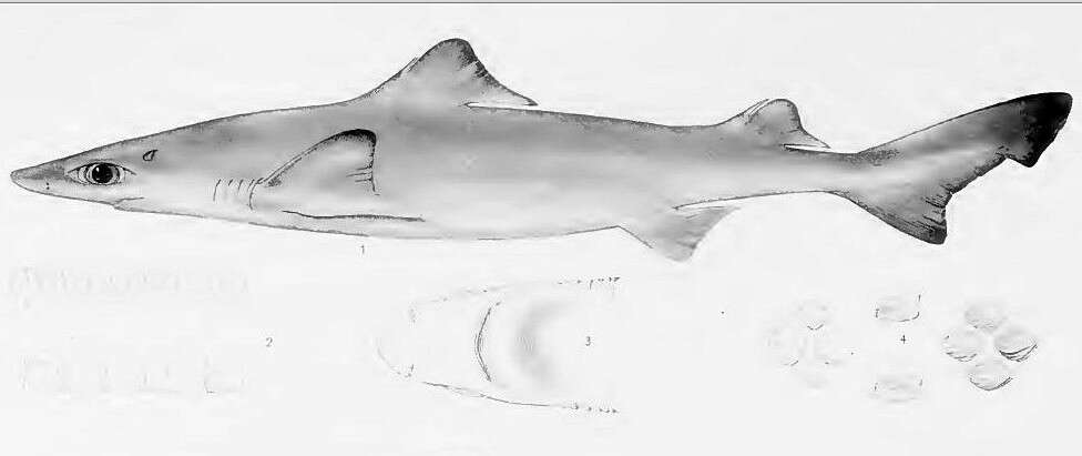 Image of Dwarf Gulper Shark