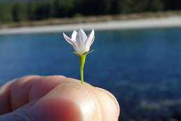 Image of Wahlenbergia rupestris G. Simpson