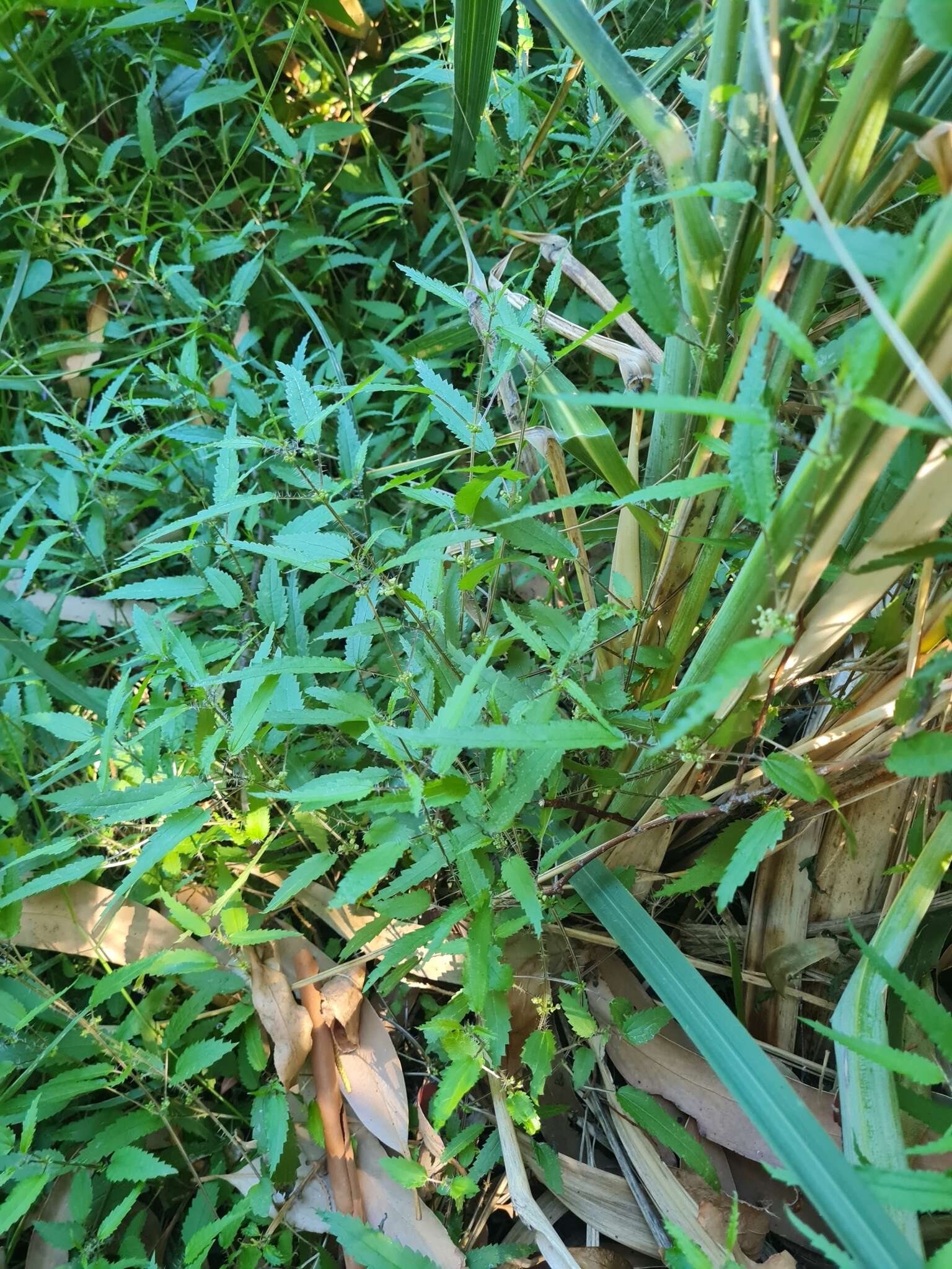 Image of Urtica perconfusa Grosse-Veldm. & Weigend