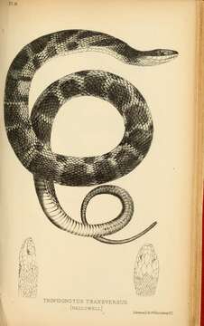 Imagem de Nerodia erythrogaster (Forster ex Bossu 1771)